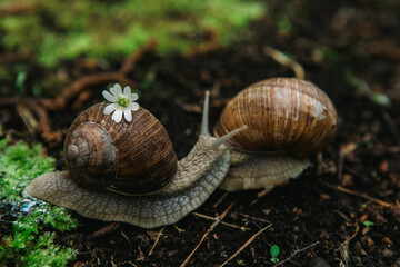 snail on leaf