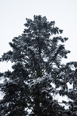 Fir tree peak covered with snow,  vertical winter composition, close up, snow falling, frozen nature, winter time background with copy space