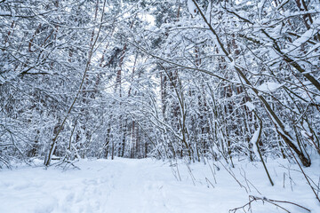 winter pine trees forest covered with snow. Beautiful winter panorama at snowfall