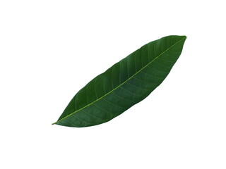Longan leaves. (Dimocarpus longan,Sapindaceae ) Green leaves isolated on white background.	