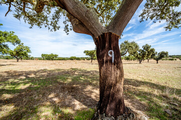 Stripped bark from cork tree in Alentejo, Portugal