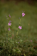 Malva sylvestris medicinal purple plant. mallow of the forest pink flower with fragrance 