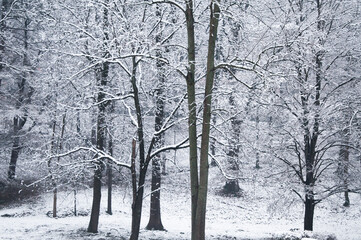 Frozen trees in forest covered with snow, winter composition, snow falling, frozen nature, winter time background with copy space