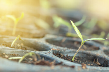 Small tree sapling plants.Young plant in the morning light grow sequence with morning sunlight....