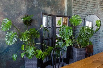Vintage room with monstera flowers in pots, wooden table, mirrors and gray wall on background.