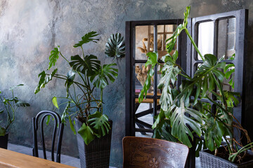 Vintage room with monstera flowers in pots, wooden table, mirrors and gray wall on background.