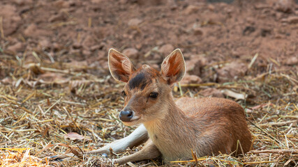 Deer lying on ground,wild animal.