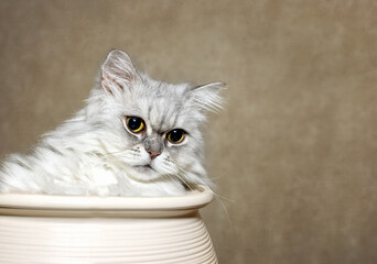 The cat is sitting in a flower pot. Portrait of a cute white-gray fluffy cat. Features of the behavior of cats. Close up.