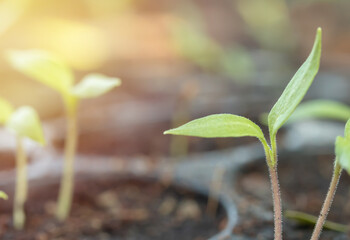 Small tree sapling plants.Young plant in the morning light grow sequence with morning sunlight. Germinating seedling grow step sprout growing from seed. Nature ecology. Prepare your planting .