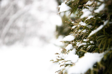 Thuja branches covered with snow, horizontal winter composition, close up, snow falling, frozen nature, winter time background with copy space