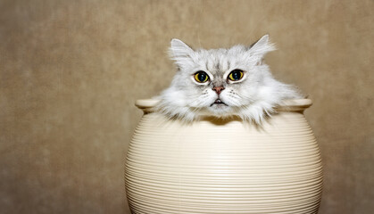 The cat is sitting in a flower pot. Features of the behavior of cats. Animals background.