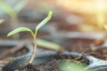 Small tree sapling plants.Young plant in the morning light grow sequence with morning sunlight....