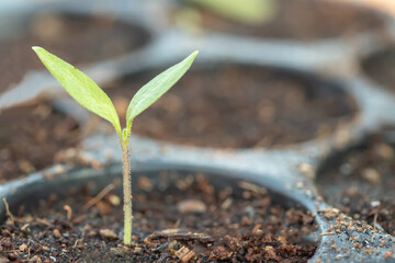 Small tree sapling plants.Young plant in the morning light grow sequence with morning sunlight. Germinating seedling grow step sprout growing from seed. Nature ecology. Prepare your planting .