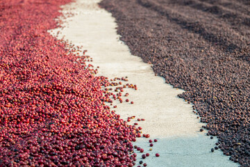 coffee beans berries drying natural process on the cement ground floor.