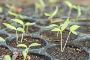 Small tree sapling plants.Young plant in the morning light grow sequence with morning sunlight....