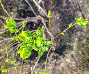 Young first leaves in spring in the garden