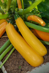 Squash plant with blossoms,
yellow zucchini in the garden, organic vegetables.Courgette plant (Cucurbita pepo) with yellow fruits growing in the garden bed outdoors