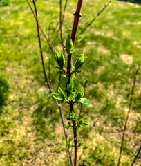 Beautiful Tulips Spring Flowers in the Garden