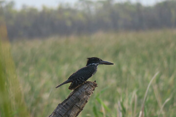 Giant kingfisher  (megaceryle maxima) sitting on a  piece of wood in the grasslands