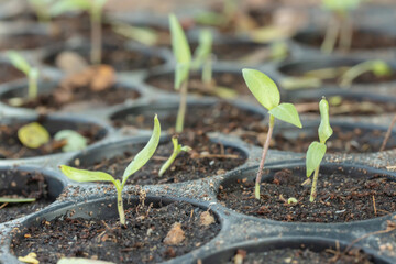 Small tree sapling plants.Young plant in the morning light grow sequence with morning sunlight....
