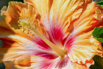 Fototapeta na wymiar Hibiscus rosa-sinensis in orange, close-up
