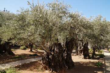 old olive trees in israel