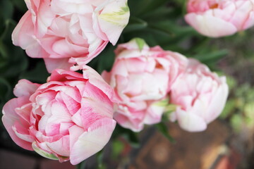 春の庭 ピンクの八重咲きのチューリップの寄せ植え