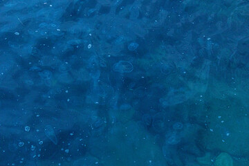 sea with floating non-colored jellyfish in the evening