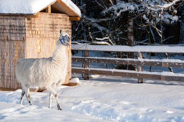 Crowbar near its enclosure. A white llama is walking in the snow.   © Viacheslav