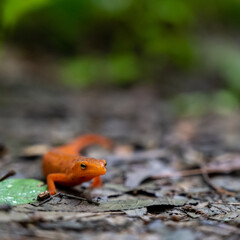Red Spotted Newt Close Up