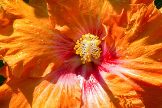 Hibiscus rosa-sinensis in orange, close-up