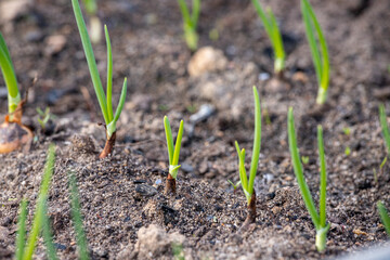 Young green spring shoots of green onions in the garden. Selective focus.