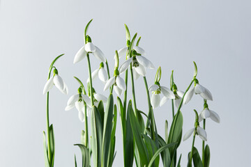 snowdrops flower
