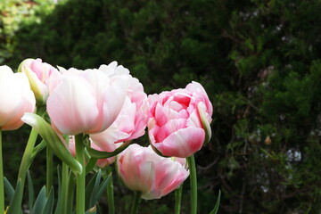 春の庭 ピンクの八重咲きのチューリップの寄せ植え