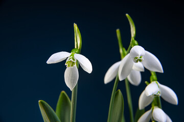 snowdrops flower