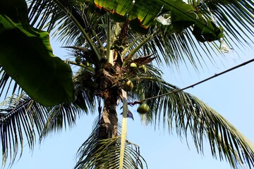 Green coconut fruit on the tree,Drinking coconut water is good for health