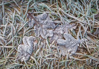 Dry brown oak leaves on the ground covered with white frost crystals