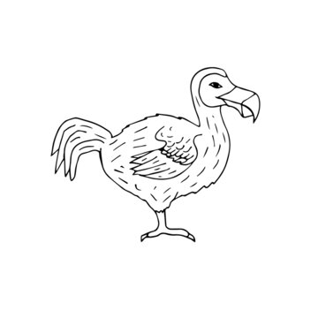 Vector hand drawn doodle sketch dodo bird isolated on white background