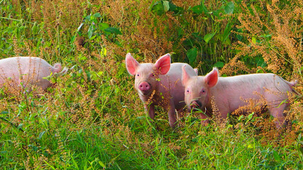 Two piglets grazing in a lush green field, pink ears in the sun, the piglet is looking at the camera © Fearless on 4 Wheels