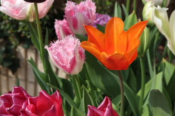 春の庭 色々なチューリップの寄せ植え