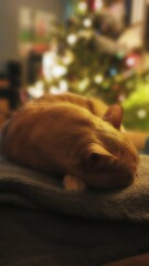 Kot kociak zwierzę domowe biszkoptowy śpiący leniwy portret kota