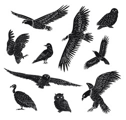 Obraz premium Vector set bundle of hand drawn doodle wild predator birds isolated on white background