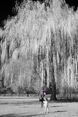 Mom and child playing virus-like ball. Living in times of risky interactions. Willow tree and green vegetation in infrared in the background.