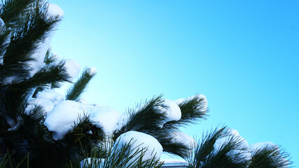 Snow and blue sky on a spruce branch