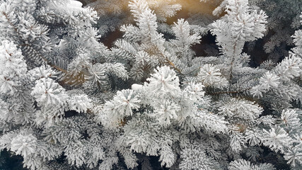 Spruce coniferous covered with snow. Frosty winter a lot of snow on the branches of the tree. Soothing winter background. December and January season.