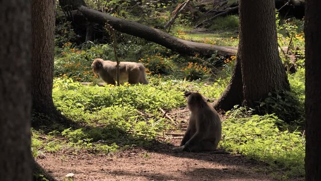  Peaceful japan macaque monkey in western forrest