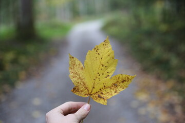 autumn leaves in a hand