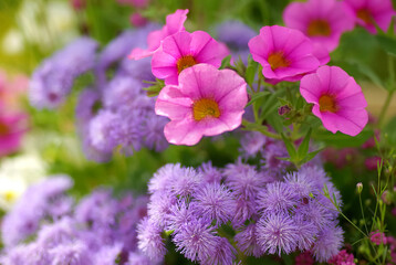 花束のような寄せ植え	