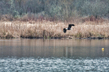 A bald eagle flying in the air.   Burnaby BC Canada
