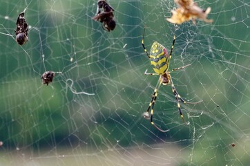 獲物を待つ蜘蛛